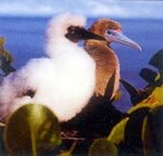 ����� ���, ������ �����������